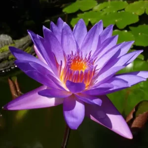 Essential Oil Blue Lotus