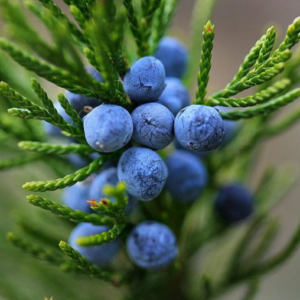 Essential Oil Detoxify Blend
