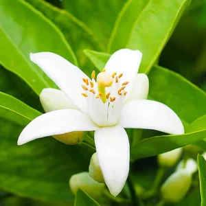 Essential Oil Neroli