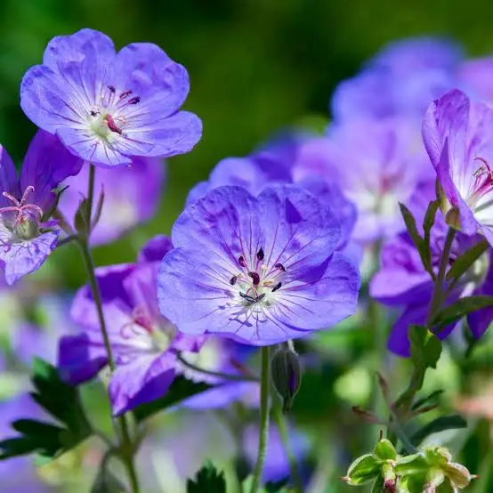 Essential Oil Reharmonise Blend