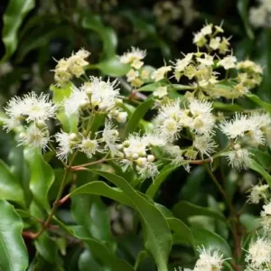 Essential oil Aniseed Myrtle