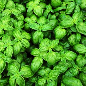 Essential oil Basil