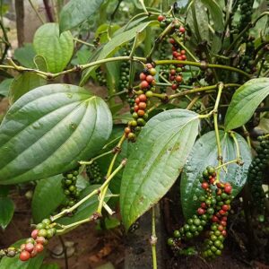 Essential oil Black Pepper