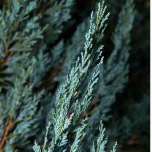 Essential oil Blue Cypress