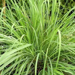 Essential oil Citronella