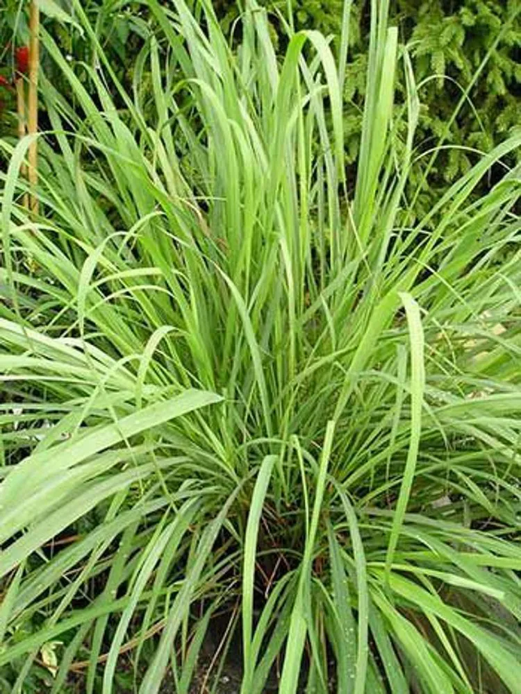 Essential oil Citronella