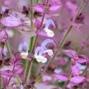 Essential oil Clary Sage