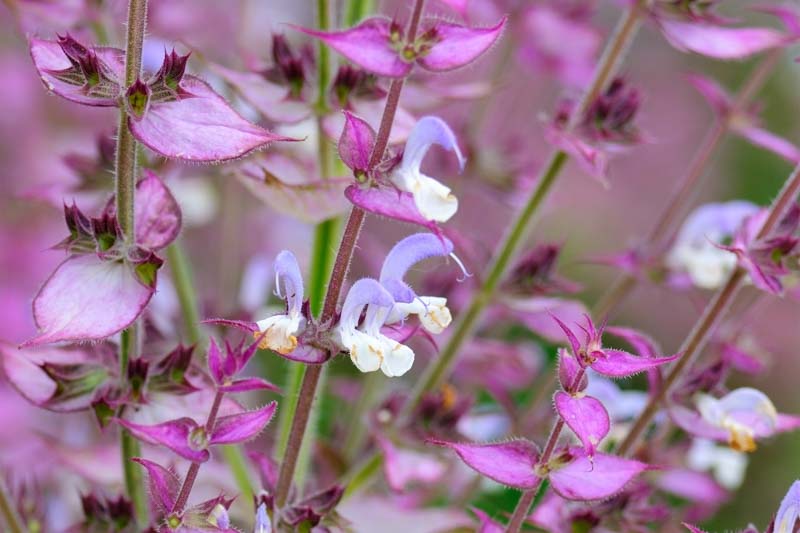 Essential oil Clary Sage