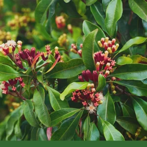 Essential oil Clove