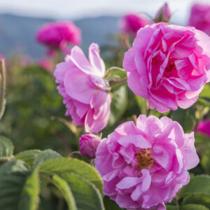 Essential oil Damask Rose