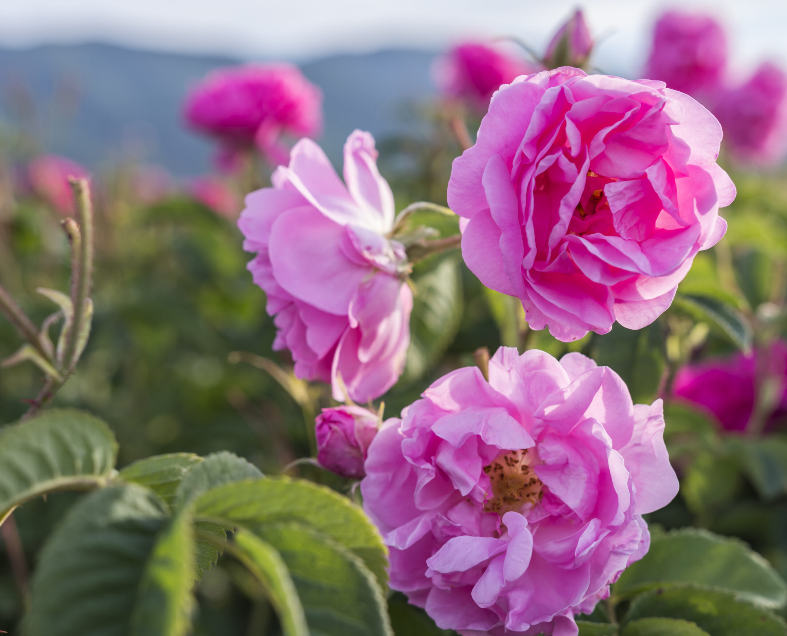 Essential oil Damask Rose