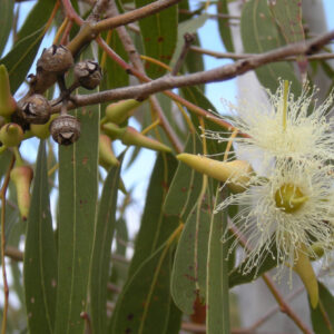 Essential oil Eucalyptus