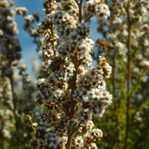 Essential oil Fragonia