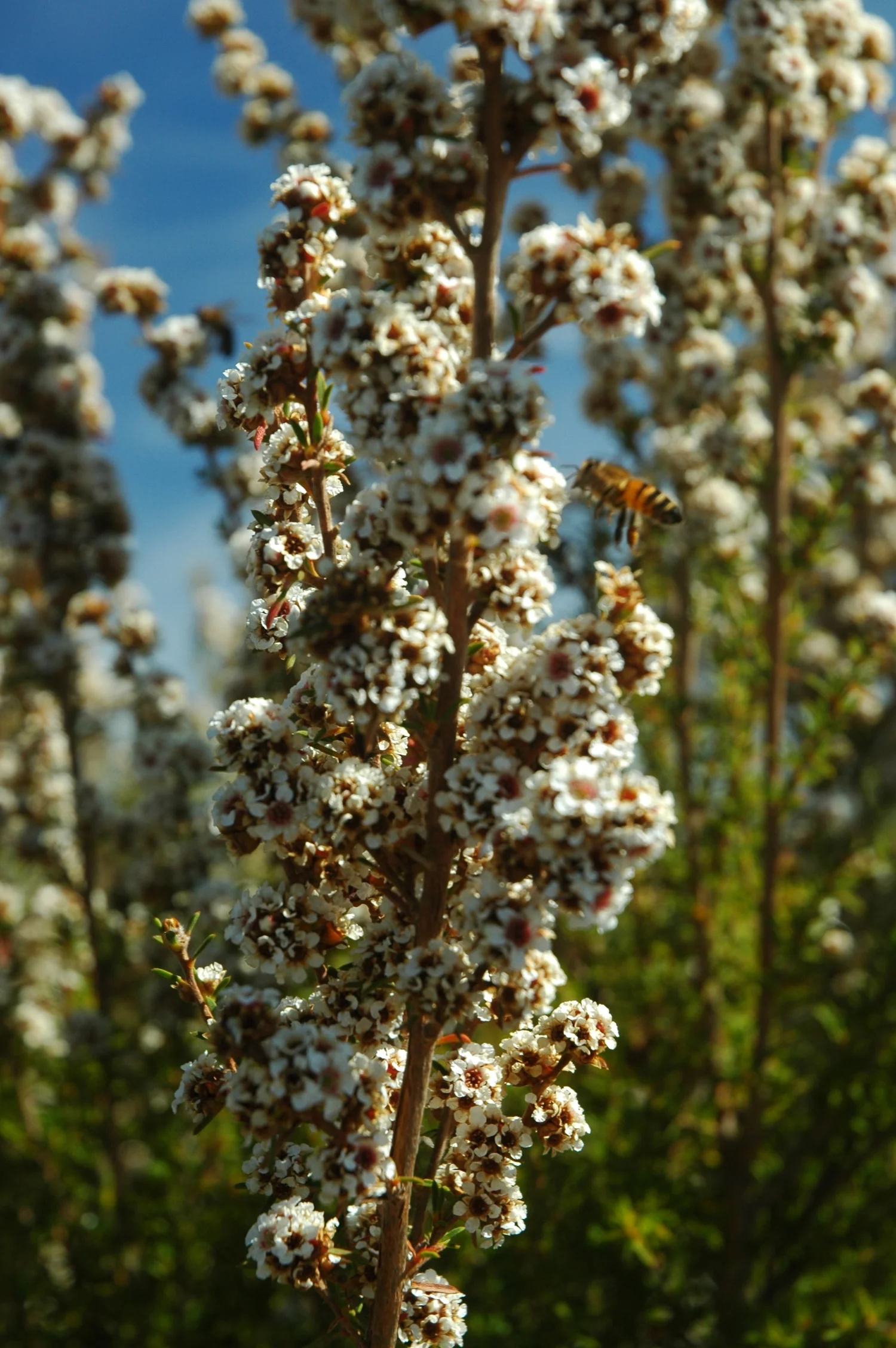Essential oil Fragonia