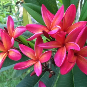 Essential oil Frangipani