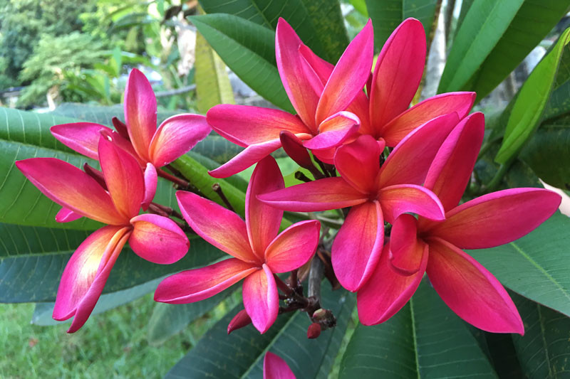 Essential oil Frangipani