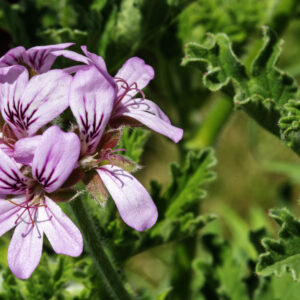 Essential oil Geranium