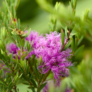 Essential oil Honey Myrtle