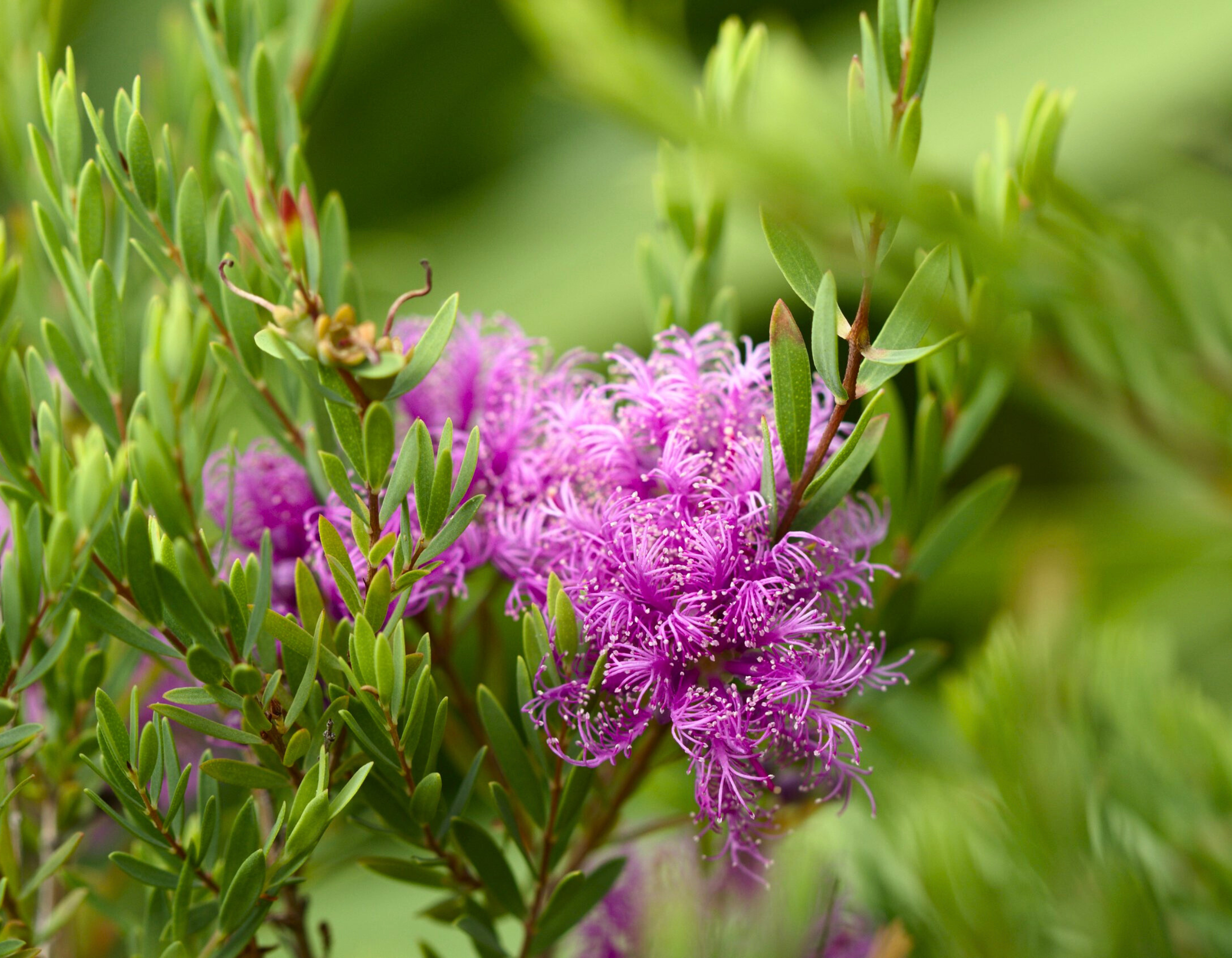 Essential oil Honey Myrtle