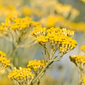 Essential oil Immortelle