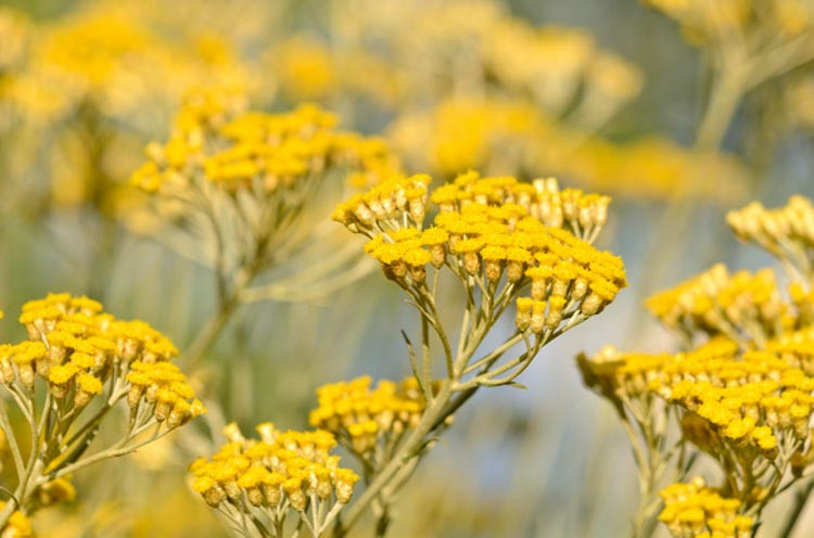 Essential oil Immortelle