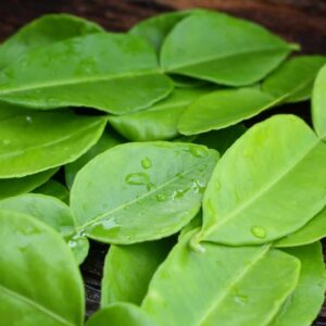 Essential oil Kaffir Lime