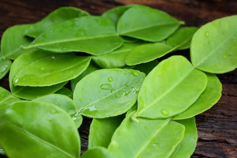 Essential oil Kaffir Lime