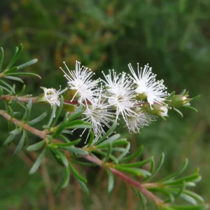 Essential oil Kunzea