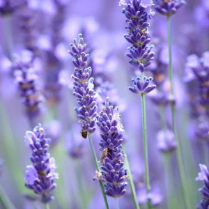 Essential oil Lavender