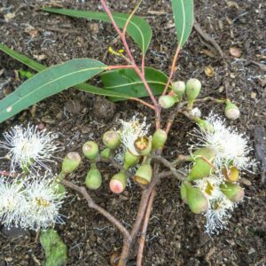Essential oil Lemon Scented Gum
