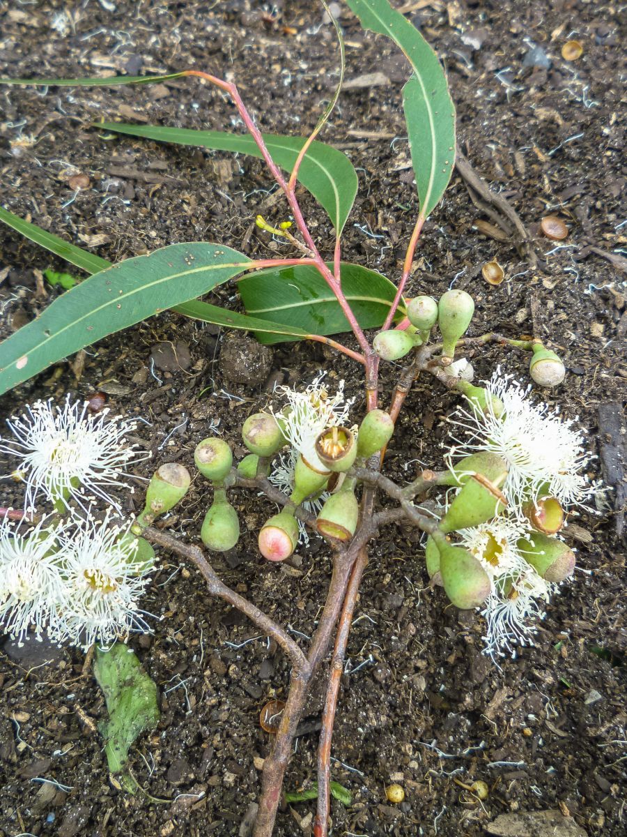 Essential oil Lemon Scented Gum