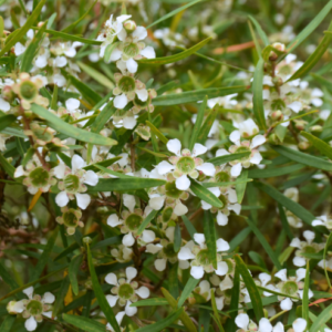 Essential oil Lemon Scented Tea Tree