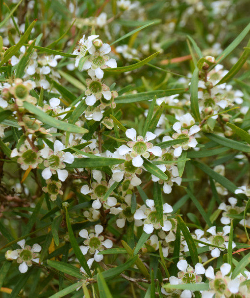 Essential oil Lemon Scented Tea Tree