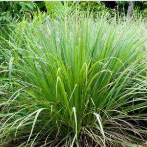 Essential oil Lemongrass