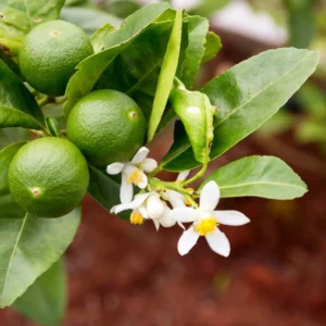 Essential oil Lime