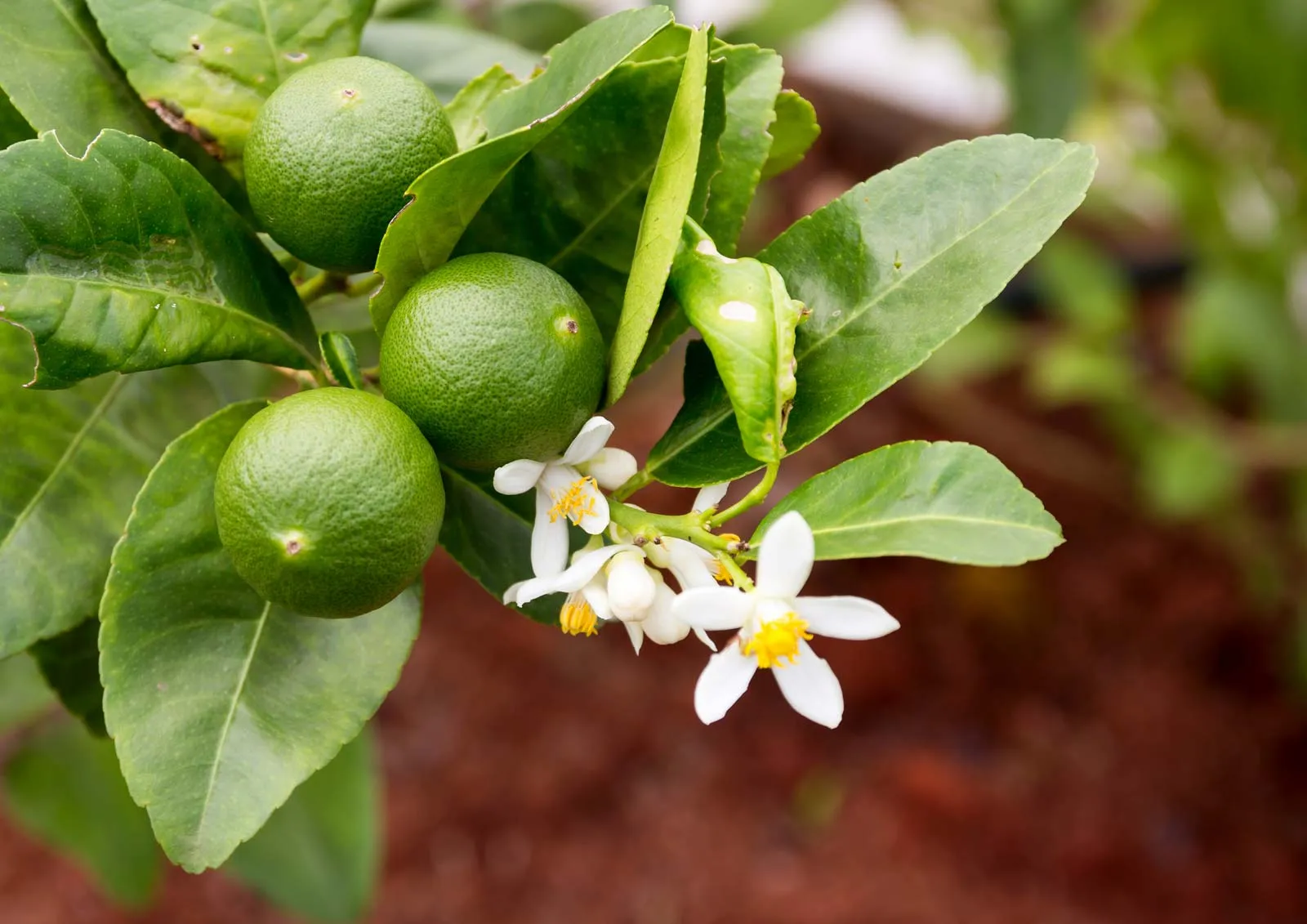 Essential oil Lime