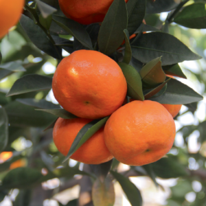 Essential oil Mandarin