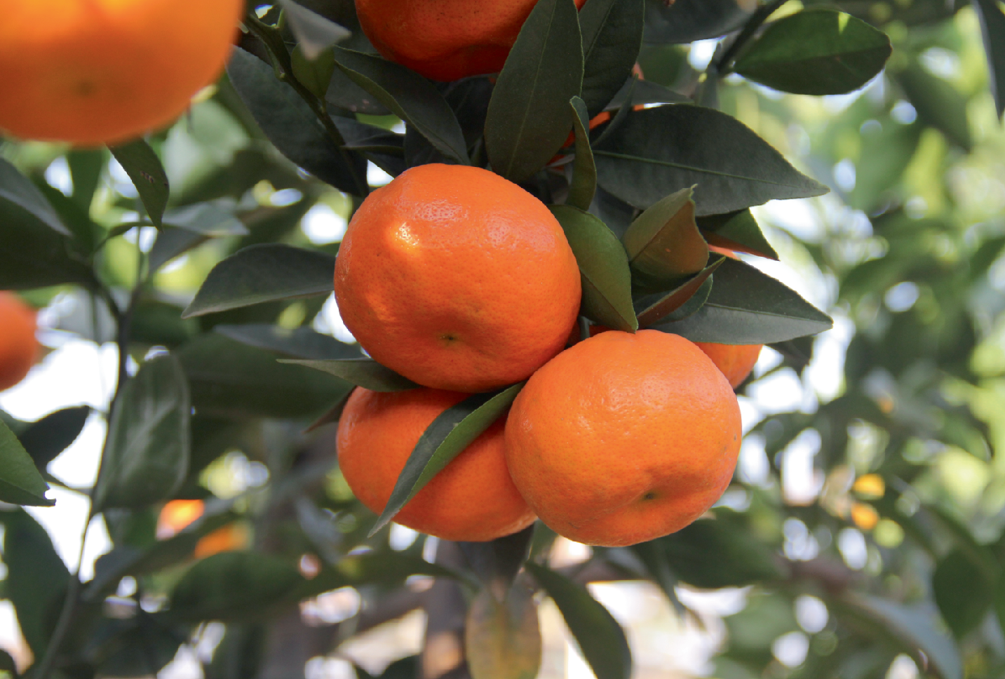Essential oil Mandarin
