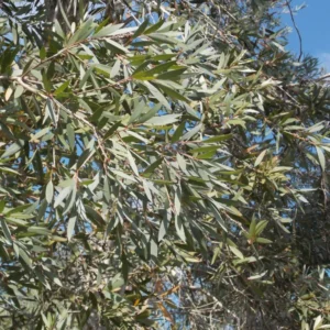 Essential oil Nerolina