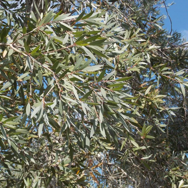 Essential oil Nerolina