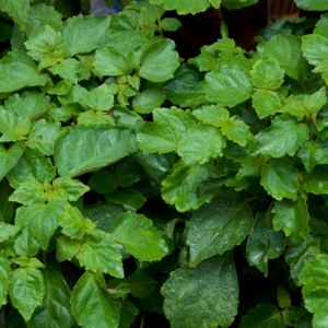 Essential oil Patchouli