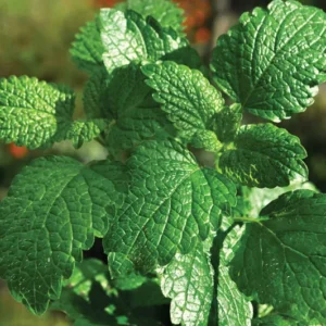 Essential oil Peppermint