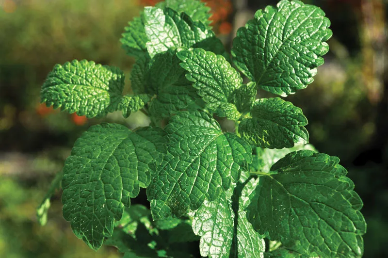 Essential oil Peppermint