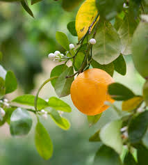Essential oil Petitgrain
