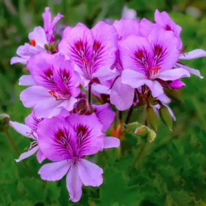 Essential oil Rose Geranium