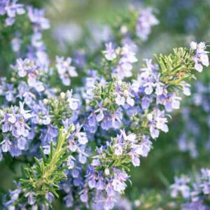 Essential oil Rosemary