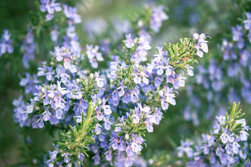 Essential oil Rosemary
