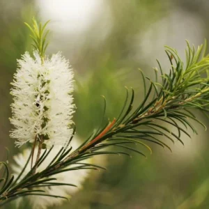 Essential oil Tea Tree