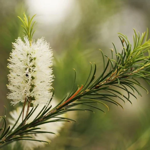Essential oil Tea Tree
