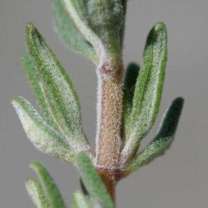 Essential oil Thyme